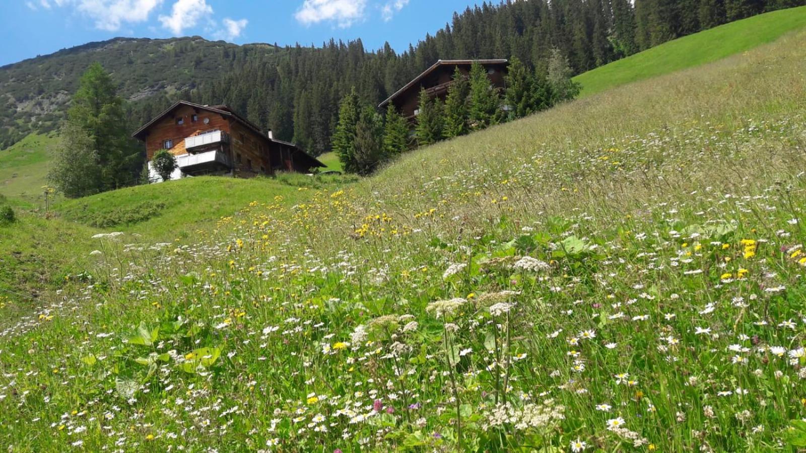 Haus Sonnenschein Daire Warth  Dış mekan fotoğraf